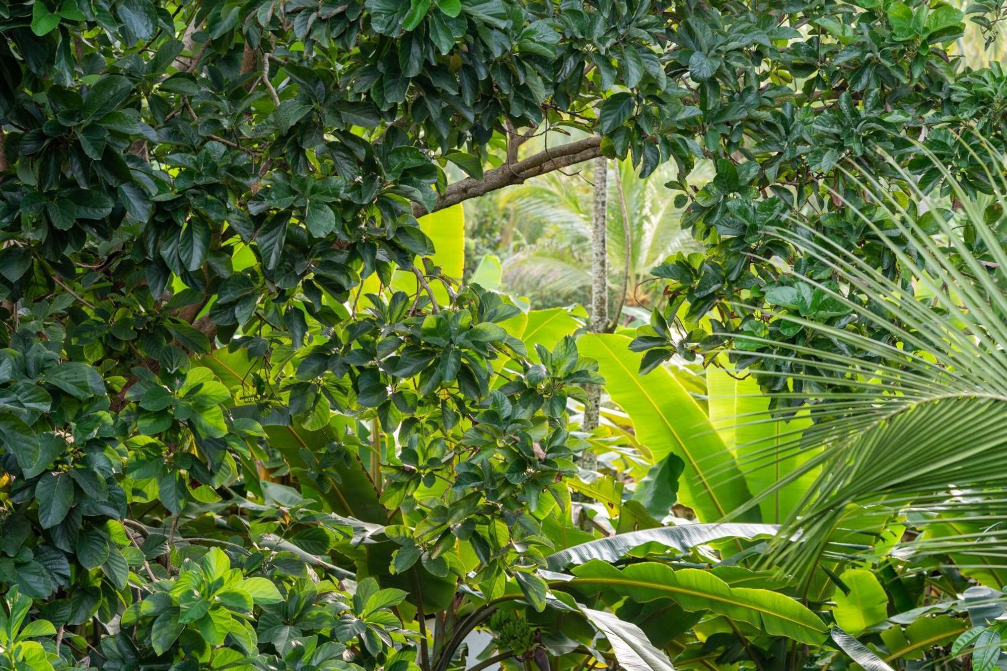 Tayrona Juanchos House Hostel Los Naranjos Exterior photo