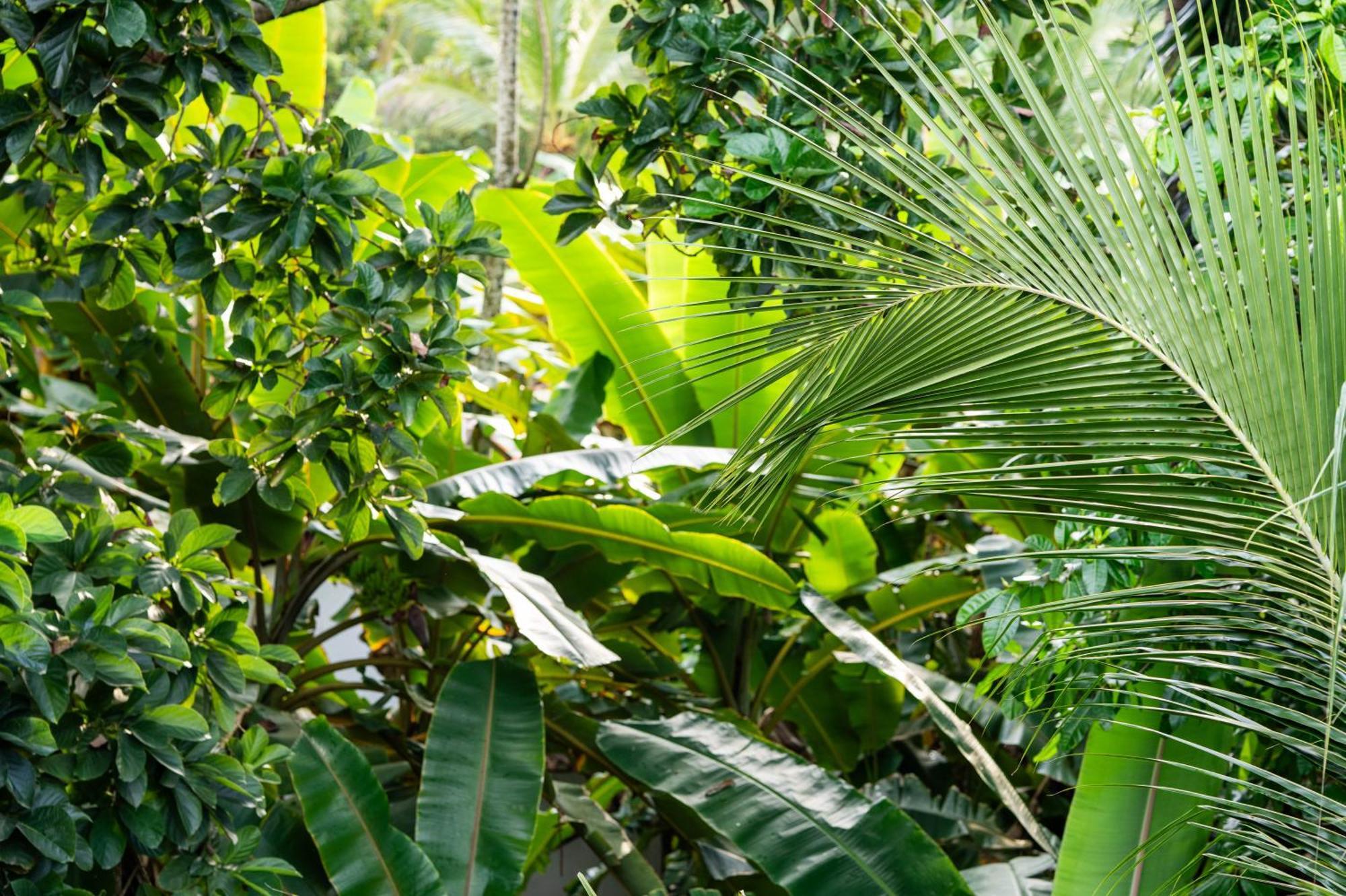 Tayrona Juanchos House Hostel Los Naranjos Exterior photo